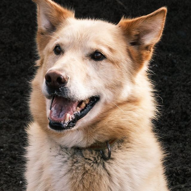Lebowski, a golden husky