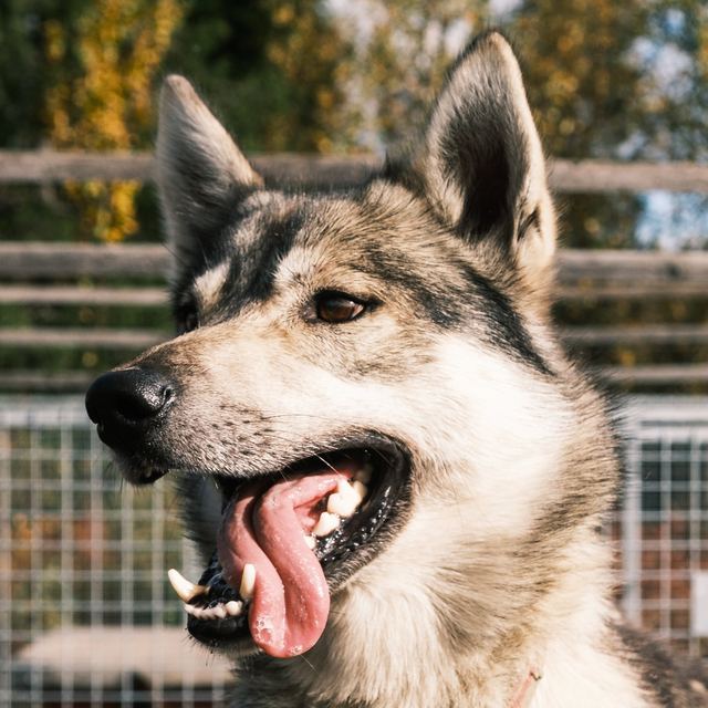 Mani, a tan husky with a pink collar