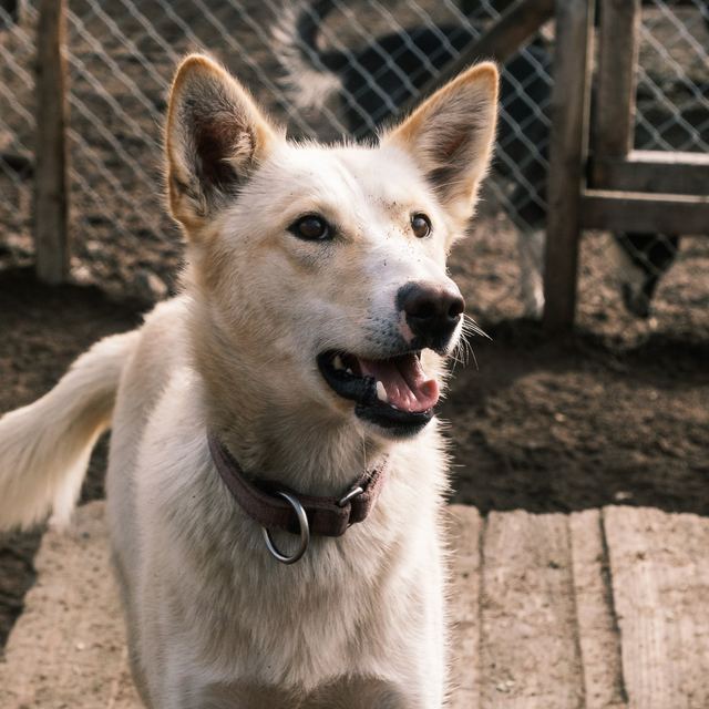 Nala