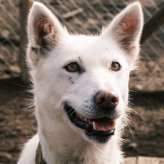 Shiroo, a white husky